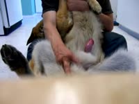 Horny gay beastiality lover jacking off a dog